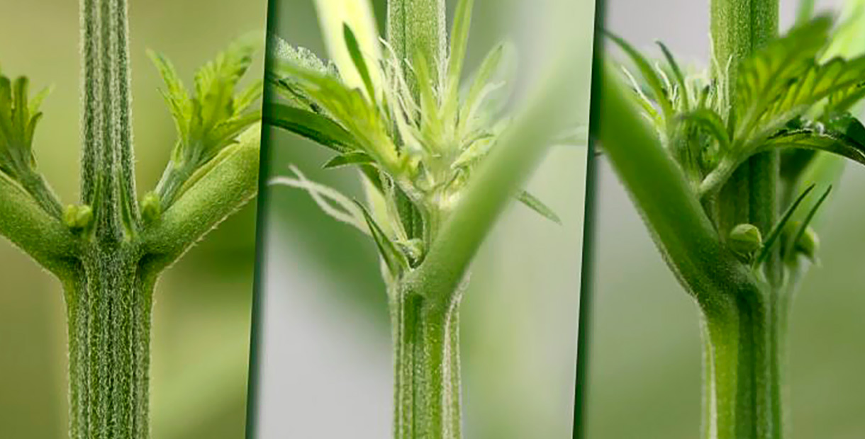 Женское и мужское растение конопли марихуана на aliexpress