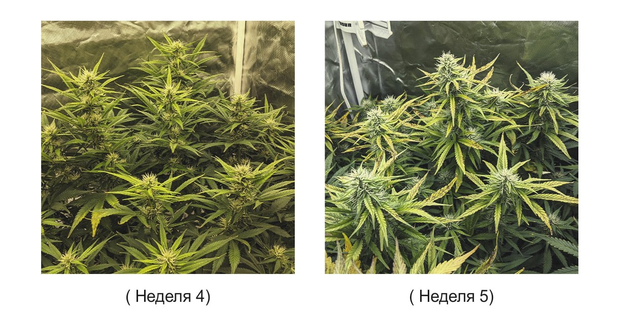 От семечка до растения конопля марихуану в беломор