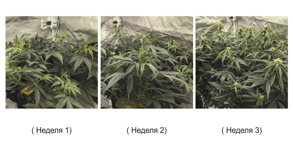 Рост и цветение марихуаны hydra tor ссылки