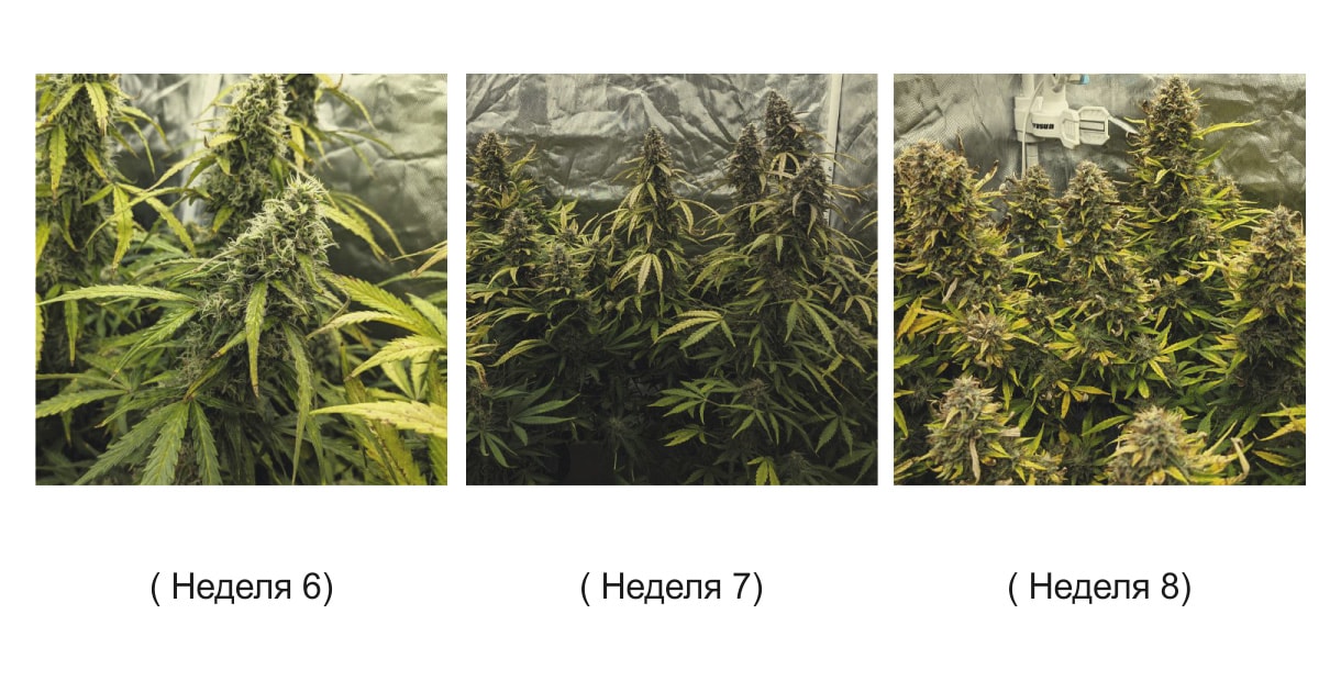 Скільки росте конопля марихуана поле