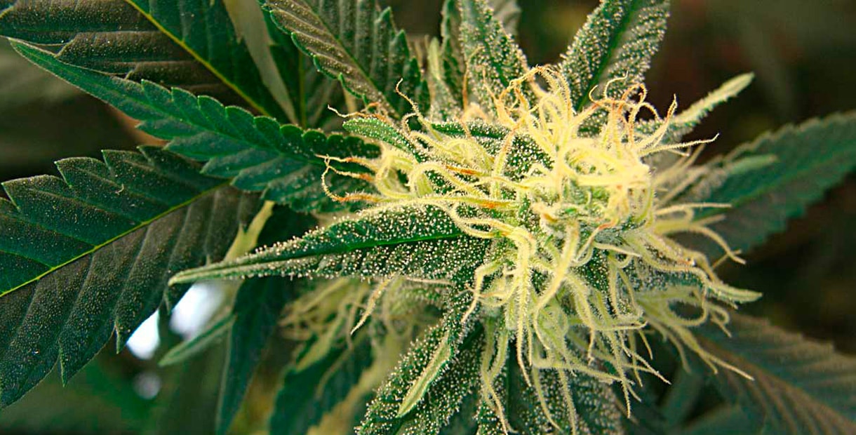Цветение марихуаны начало зачем курят марихуану