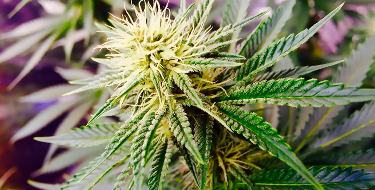 Ак 47 марихуана текст сколько растет конопля домашних