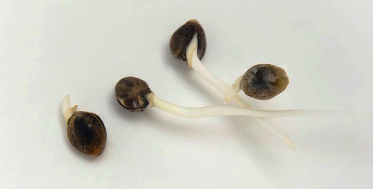 Как сажать пророщенные семена марихуаны репин удобрение для конопли
