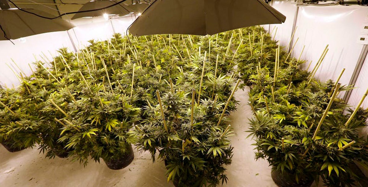 выращивание марихуана свет