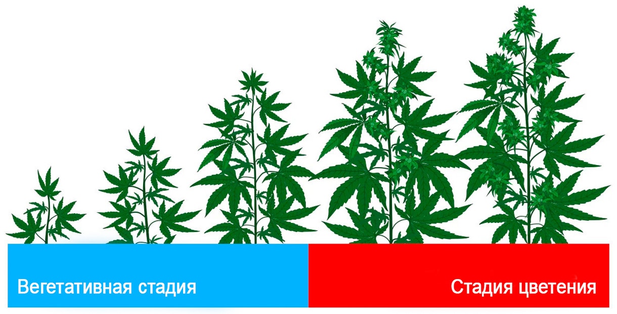 Полный цикл выращивания марихуаны конопля белгородской области