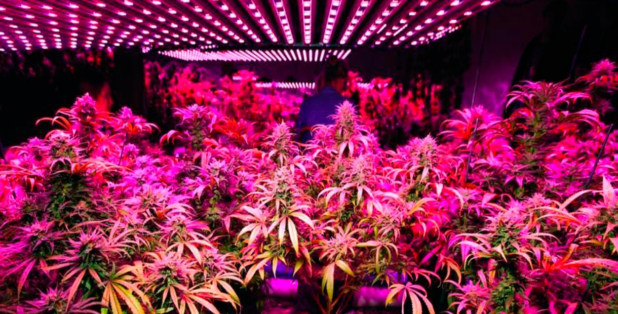 сколько света нужно для выращивания марихуаны