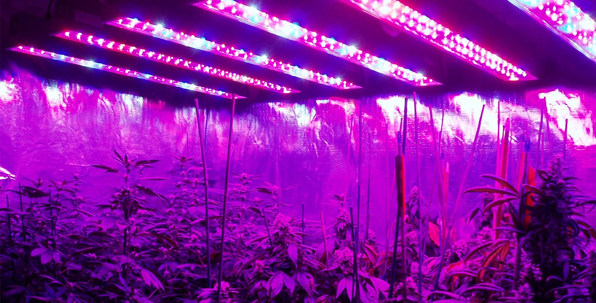 выращивание конопли под ультрафиолетом