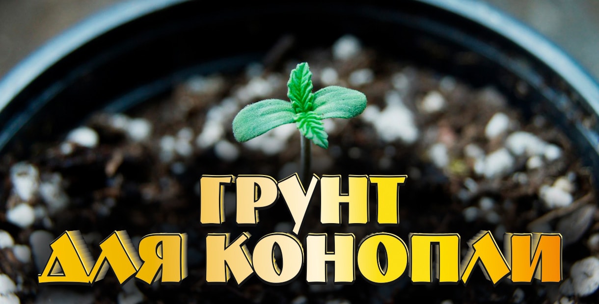 Чернозем для марихуаны купить семена конопли тутанхамон