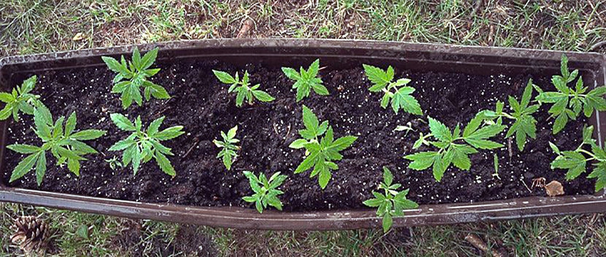 почва и удобрения для марихуаны
