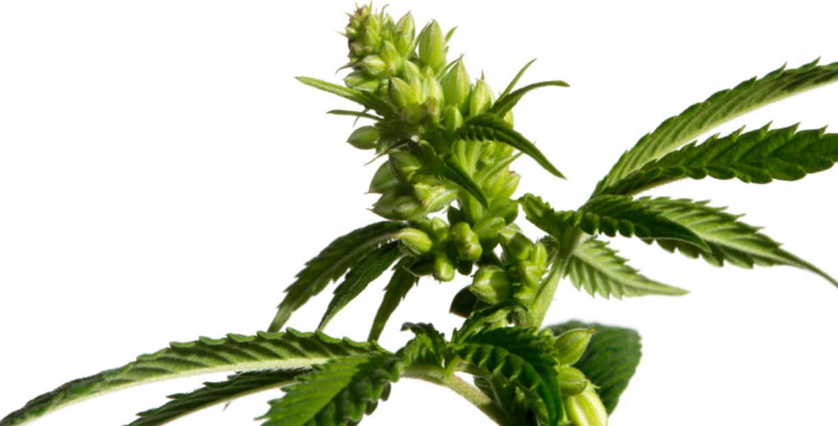 мужское растение марихуаны тгк