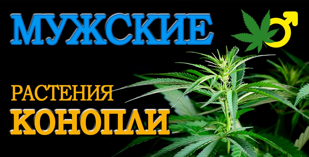 Статьи о пользе марихуаны конопля славянский