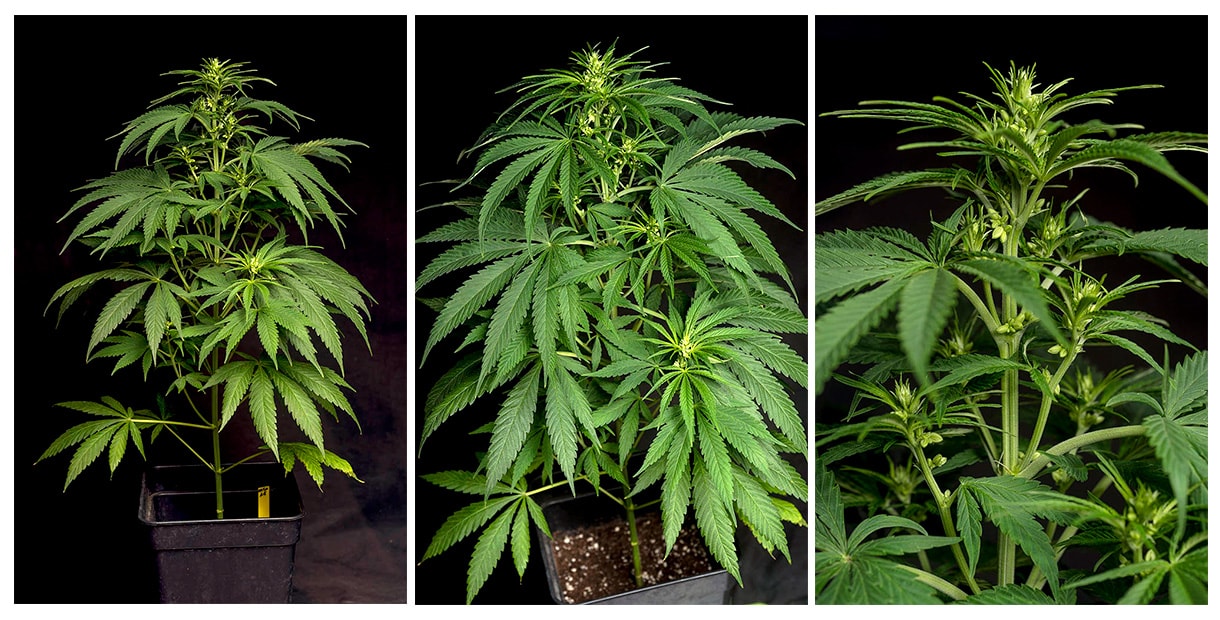 Женские растений конопли фото выращивание марихуаны проблемы