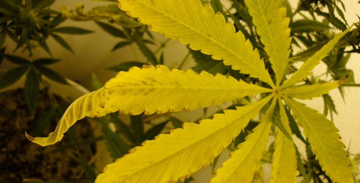 болезни марихуаны листьев