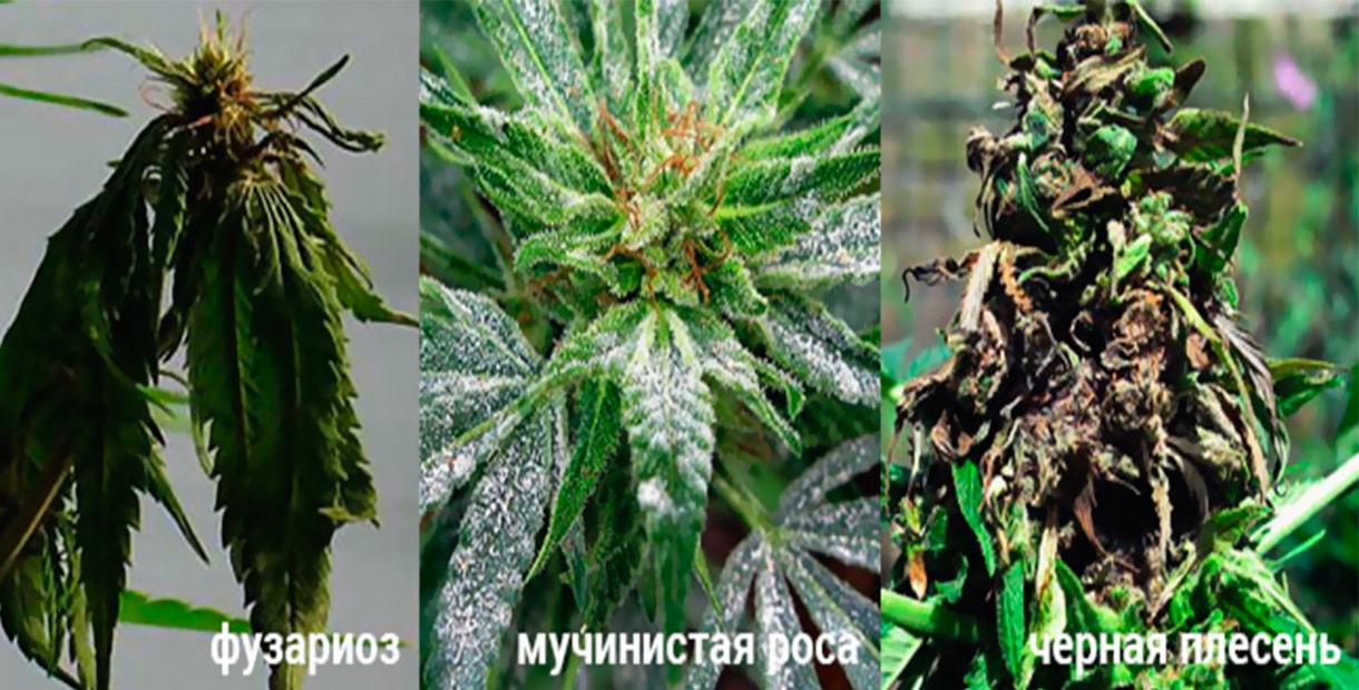 Болезни растений конопля tor browser на русском apk gidra