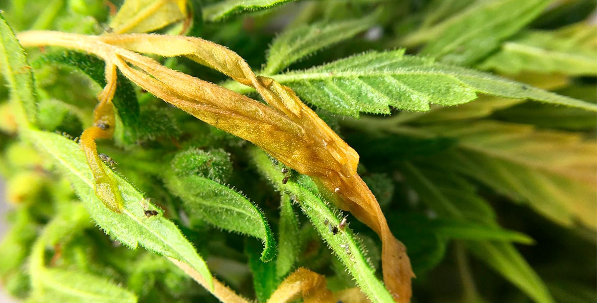 Паразиты на листьях конопли как обмануть тест на марихуану по моче