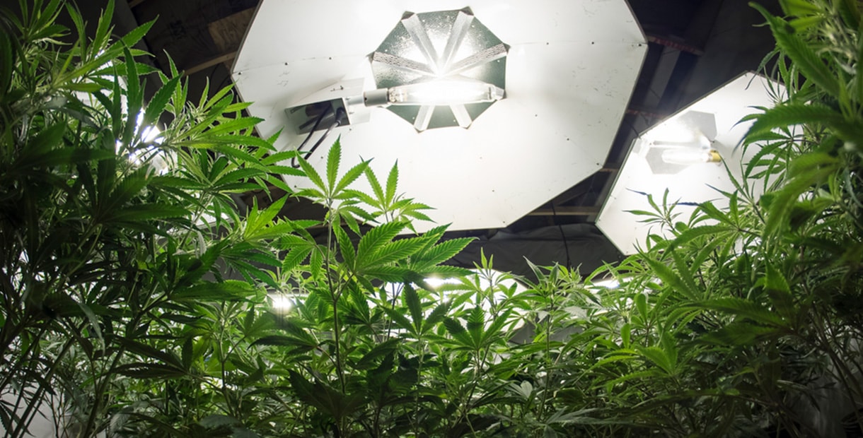 эсл лампы для выращивания марихуаны