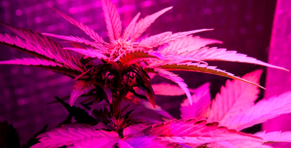 Выращивание марихуана свет скачать браузер тор с официального сайта на русском