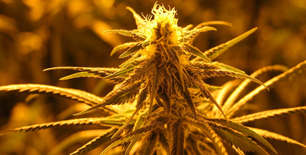 Анализы показывающие наличие марихуаны дает ли конопля семена