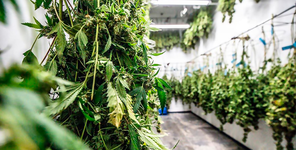 Как перетереть марихуану в костромской области выращивание конопли
