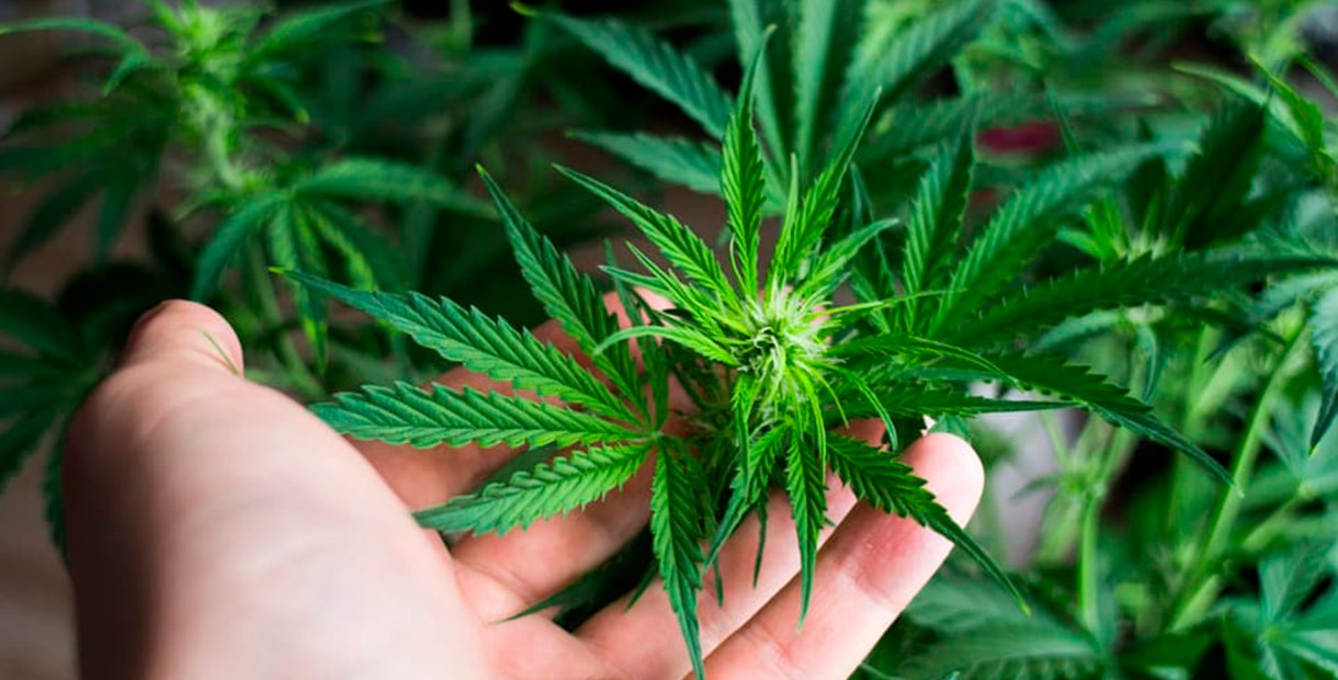 как собирать семена марихуаны