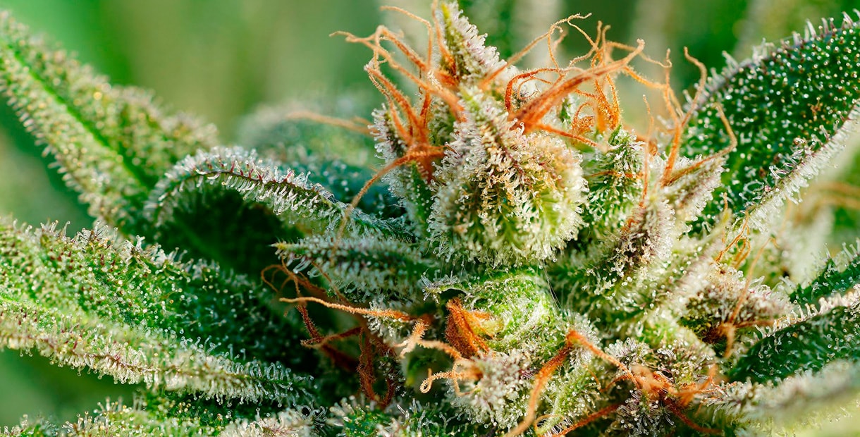 Как правильно собрать урожай марихуаны марихуана изменения мозга
