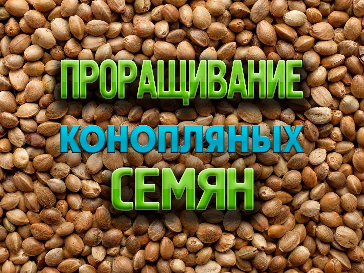 Прорастить семена конопли. Основные методы проращивания