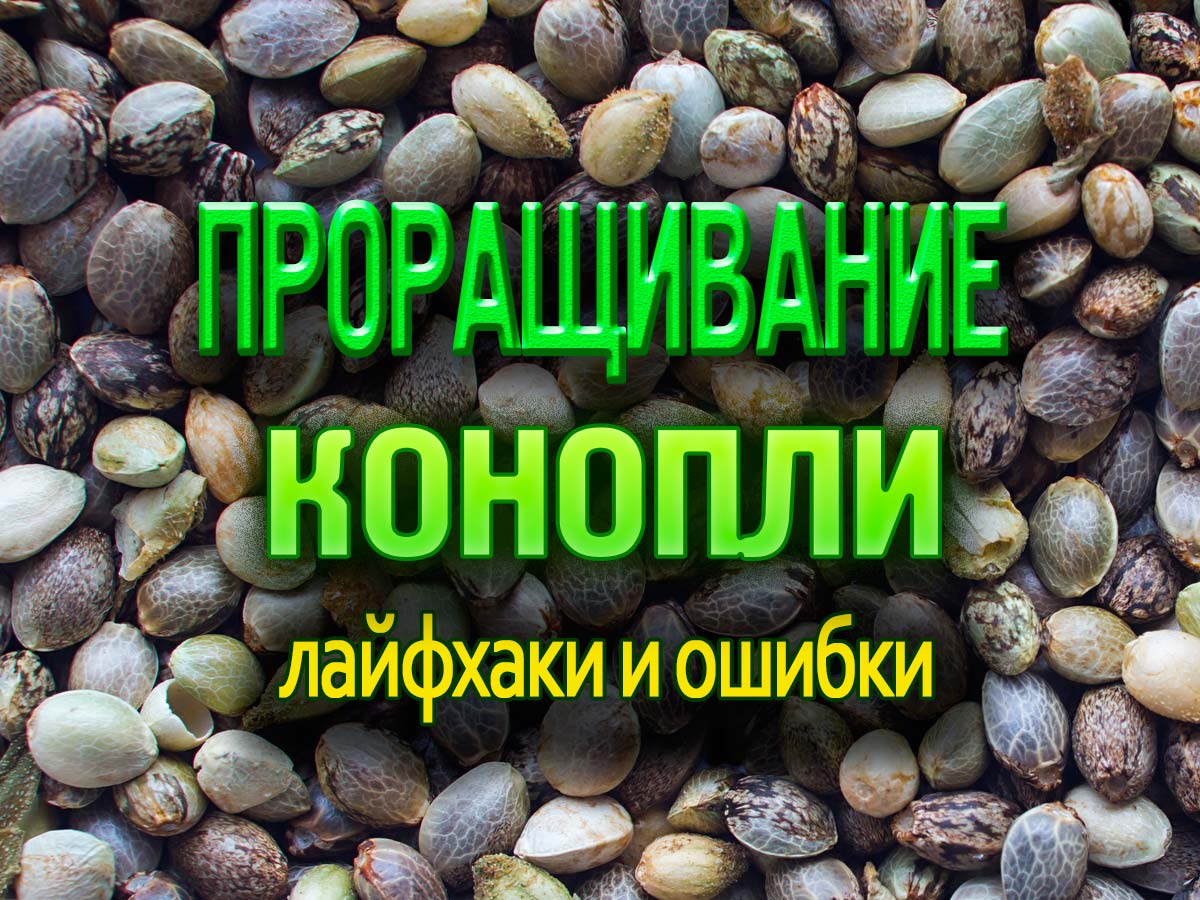 Прорастить семена конопли. Ошибки и полезные приемы